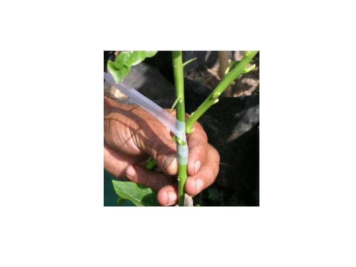 Fidan Aşı bandı - Görsel 2